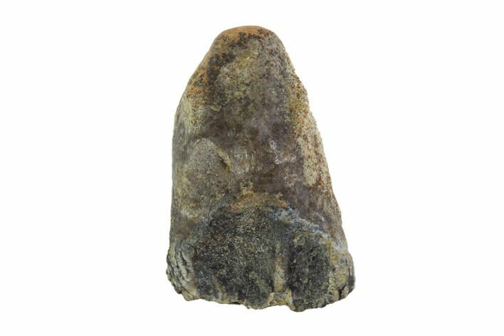 Triceratops Shed Tooth - Montana #93085